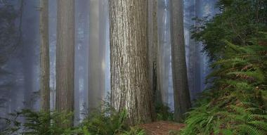 Del Norte Coast Redwoods State Park