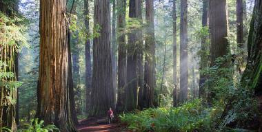 Jedediah Smith Redwoods State Park