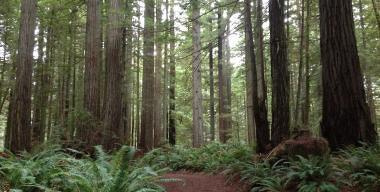 Private Redwoods