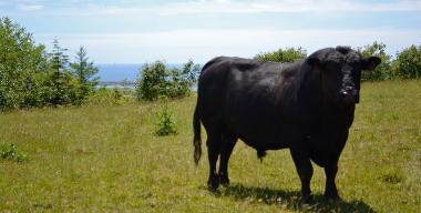Ranches