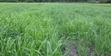 Fields and Farms