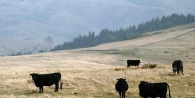 Prairies