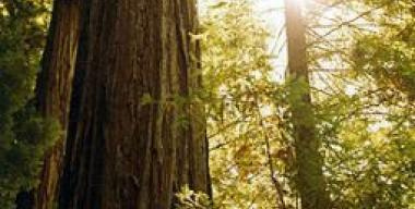 Richardson Grove State Park