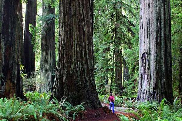 redwood tree with man 