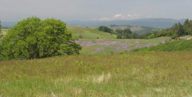link to full image of Orick - Meadow Bald Hills