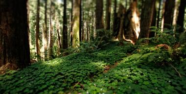 link to full image of Arcata Community Forest 1