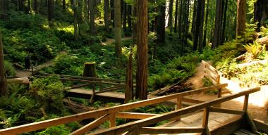 link to full image of Arcata Community Forest 8