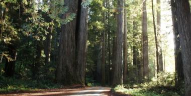 link to full image of Howland Hill Road, Jedediah Smith Redwoods State Park