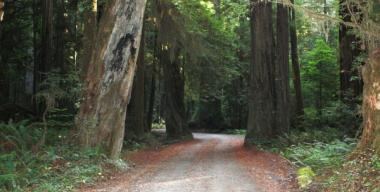 link to full image of Walker Road, Jedediah Smith Redwoods State Park