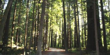 link to full image of Walker Road, Jedediah Smith Redwoods State Park