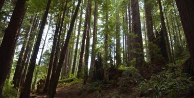link to full image of Arcata Community Forest 2
