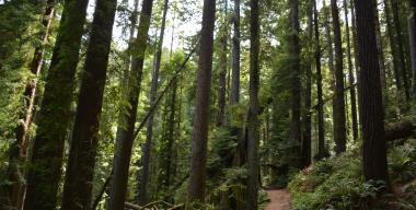 link to full image of Arcata Community Forest 4