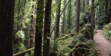 link to full image of Arcata Community Forest 5