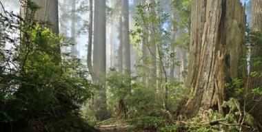 link to full image of Del Norte Coast Redwoods State Park Damnation Creek Trail
