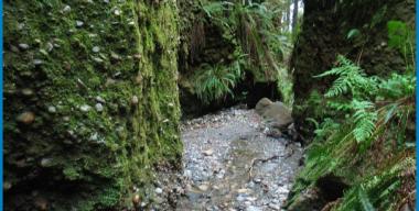 link to full image of Prairie Creek Fern Canyon 4