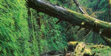 link to full image of Prairie Creek Fern Canyon 6