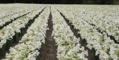 link to full image of Easter Lily Bulb Farm
