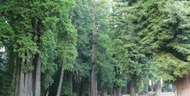 link to full image of Eureka - Sequoia Park