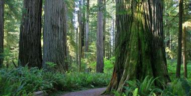 Redwoods